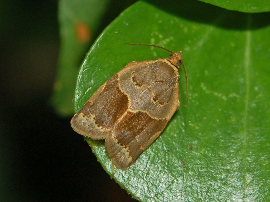 Un tortricidae ... introvabile